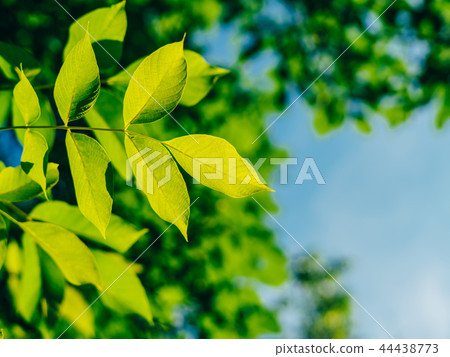 Backlit Fresh Green Tree Leaves In Summer 44438773