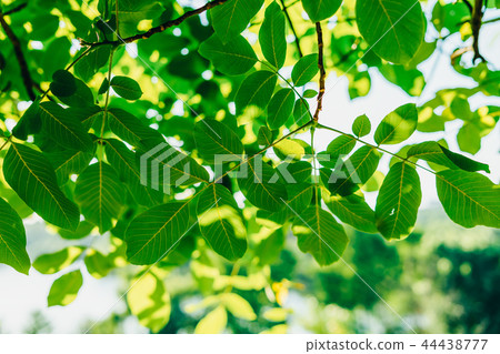 Backlit Fresh Green Tree Leaves In Summer 44438777