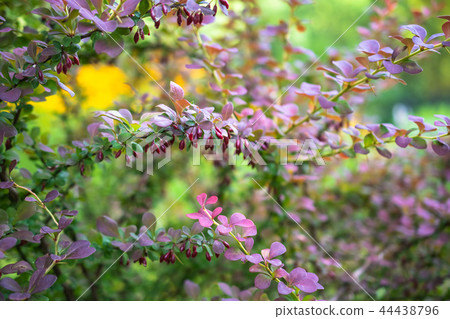 Barberry in a garden 44438796