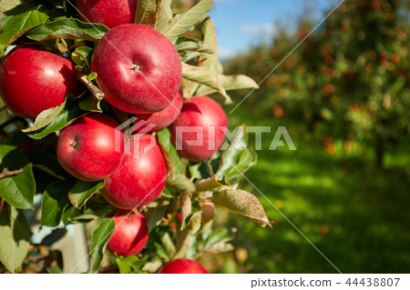 Shiny delicious apples hanging from a tree branch 44438807