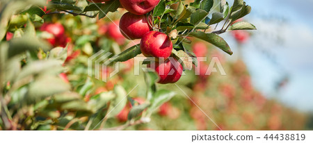 fresh red apples on a tree 44438819