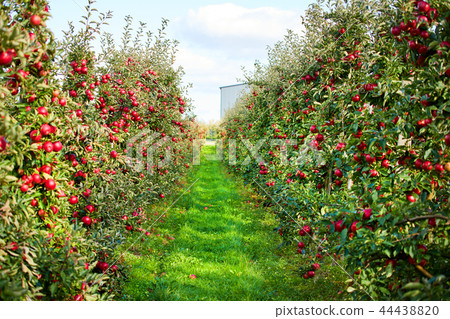 Apple on trees in orchard in fall season 44438820
