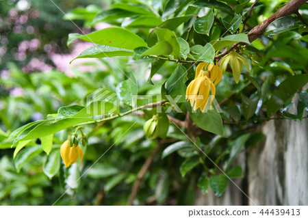 Ilang-ilang flower on tree Ilang-ilang flower on tree 44439413