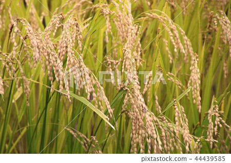 Asayuki（青森縣，十和田市） 44439585