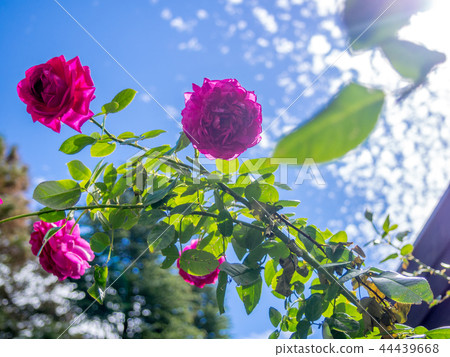 [Shizuoka Prefecture] Scenery of the theme park [Izu Shuzenji Niji no Sato, English Village, Rose Flower, Light] 44439668