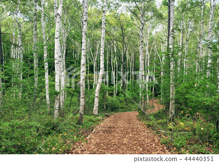 Yachiho plateau white birch forest-27000 44440351