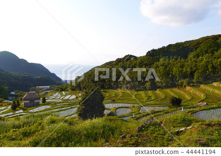 [Shizuoka Prefecture] Rice terraces in Ishibe (Ishibe rice terraces) 44441194