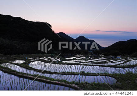 [Shizuoka Prefecture] Rice terraces in Ishibe (Ishibe rice terraces) 44441245