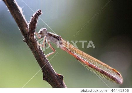 Dragonflys I met in Satoyama 1 Dragonflys I met in Satoyama 1 44441806