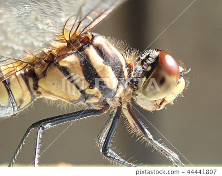 Dragonfly who met in Satoyama 2 Dragonfly who met in Satoyama 2 44441807