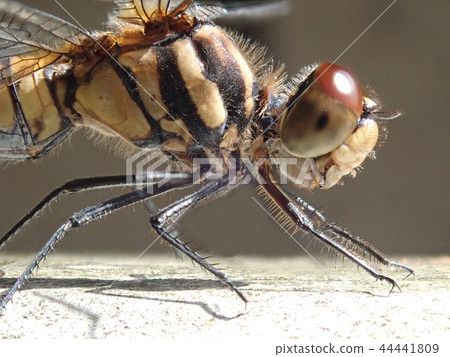 Dragonfly who met in Satoyama 4 Dragonfly who met in Satoyama 4 44441809
