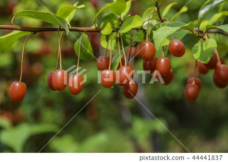 Fruit 44441837