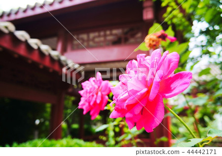Chinese garden Chinese garden 44442171