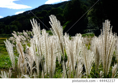 Suki in Shiga-mura, Nagano Prefecture 44442217