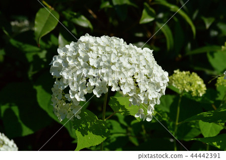 Photo taken of Annabel's hand blooming flowers with many white decorative flowers 44442391