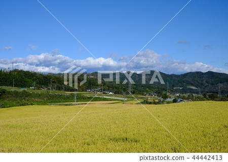 Rice field harvest time of Shinshu Rice field harvest time of Shinshu 44442413