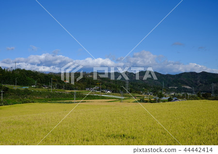 Rice field harvest time of Shinshu Rice field harvest time of Shinshu 44442414