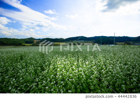 Soba flower shot in the Sakurai shi Kasa district, Nara prefecture Soba flower shot in the Sakurai shi Kasa district, Nara prefecture 44442836