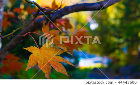 Autumn leaves of Hokkaido Autumn leaves of Hokkaido 44443600