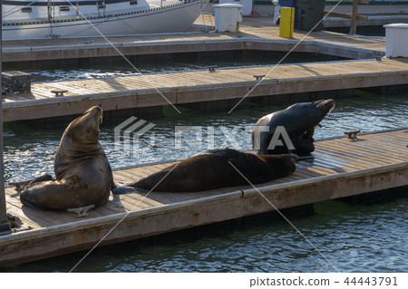 Sea lions at Pier 39 in San Francisco 44443791