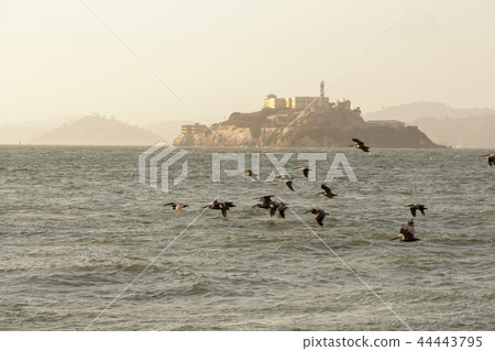 Views of Alcatraz from fishermen wharf 44443795