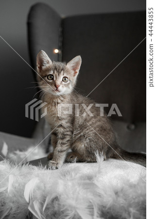 A cute gray kitten looks through the window 44443855