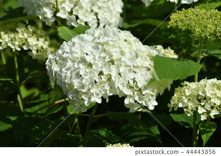 照片拍攝的anabel的手繪花簇與許多白色裝飾花,聚焦在圖像的中心 照片拍攝的anabel的手繪花簇與許多白色裝飾花,聚焦在圖像的中心 44443856