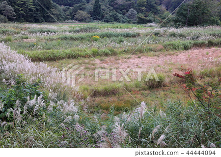 Abandoned cultivation area Abandoned cultivation area 44444094