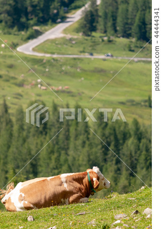 The Dolomites in Summer The Dolomites in Summer 44444341