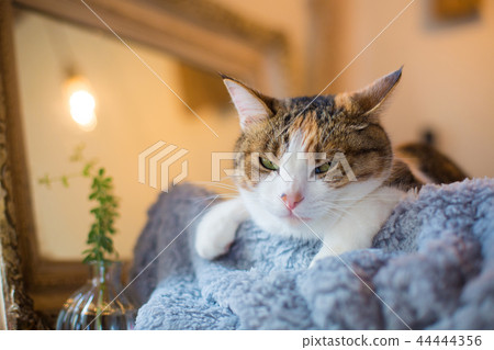 滑稽的面孔和困的Muri貓逗人喜愛的姿勢 滑稽的面孔和困的Muri貓逗人喜愛的姿勢 44444356