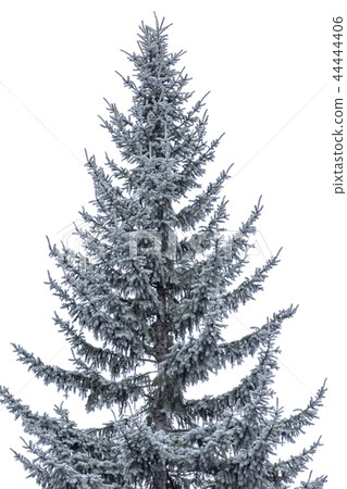 christmast pine and cool winter snow  44444406