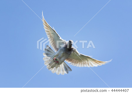 speed racing pigeon bird speed racing pigeon bird 44444407