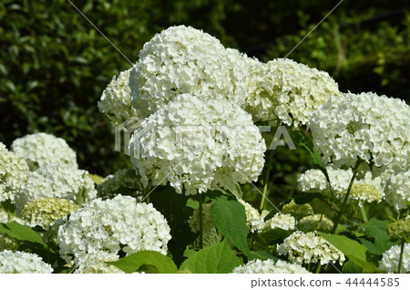 A picture taken of an anabel's hand-painted flower cluster with many white decorative flowers, focusing on the center of the image A picture taken of an anabel's hand-painted flower cluster with many white decorative flowers, focusing on the center of the image 44444585