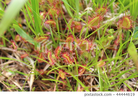 濕地食肉植物 44444619