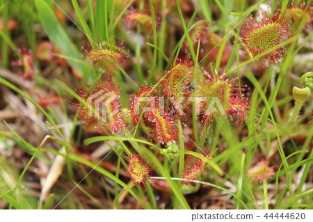 捕食蒼蠅的食蟲植物 44444620