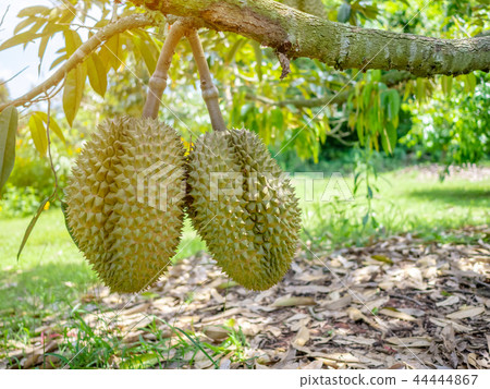Fresh asian durian on tree. The king of fruits Fresh asian durian on tree. The king of fruits 44444867