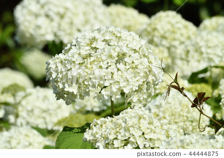 A picture taken of an anabel's hand-painted flower cluster with many white decorative flowers, focusing on the center of the image A picture taken of an anabel's hand-painted flower cluster with many white decorative flowers, focusing on the center of the image 44444875