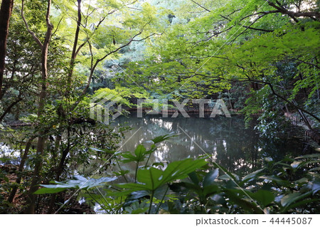 Miyama的味道的深綠色安靜池美津濃春天庭院 Miyama的味道的深綠色安靜池美津濃春天庭院 44445087
