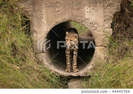 Cheetah cub standing in pipe staring out Cheetah cub standing in pipe staring out 44445764