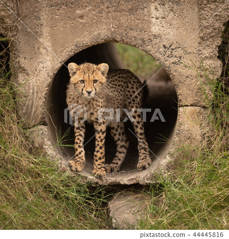 Cheetah cub staring out from concrete pipe 44445816