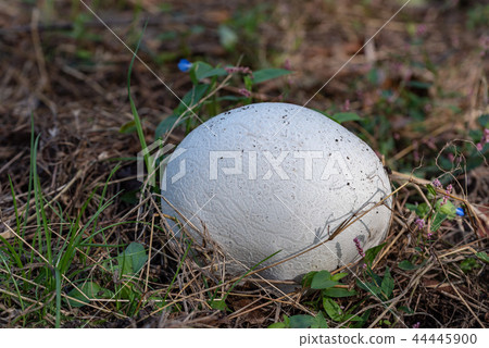 Big mushroom Onifusbe Big mushroom Onifusbe 44445900