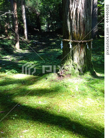 Shenmu Shenmu 44446068