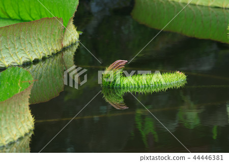 Lotus, lotus, lotus Lotus, lotus, lotus 44446381