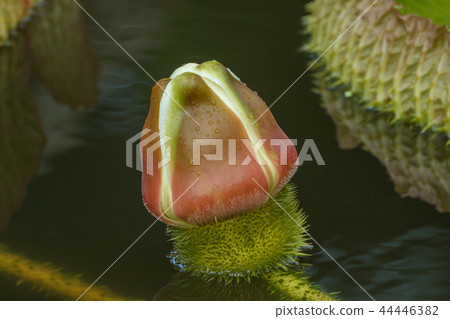 Lotus, lotus, lotus 44446382