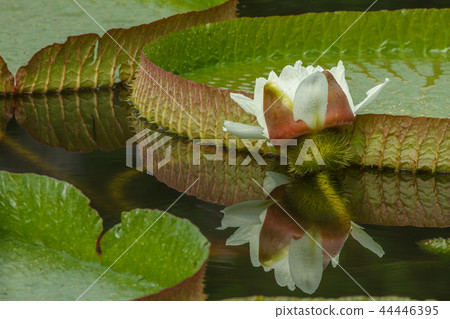 Lotus, lotus, lotus 44446395