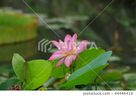 荷,荷花,蓮 44446419