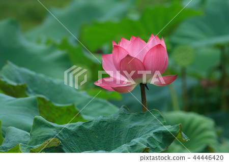 荷,荷花,蓮 44446420
