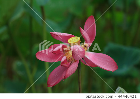 Lotus, lotus, lotus 44446421