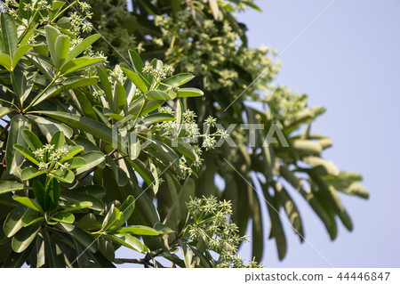 Green Flower of Blackboard Tree 44446847