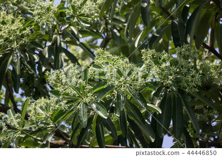 Green Flower of Blackboard Tree 44446850